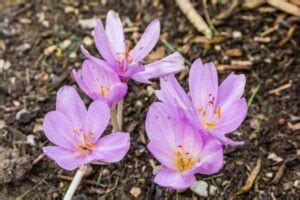 8 Different Types of Naked Lady Flowers To Cheer Up Your Garden